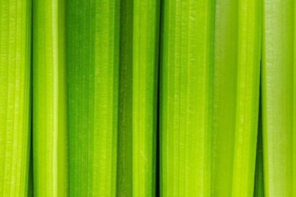 Close-up of fresh celery stalks lined up side by side showing vivid green color and natural ribbed texture.