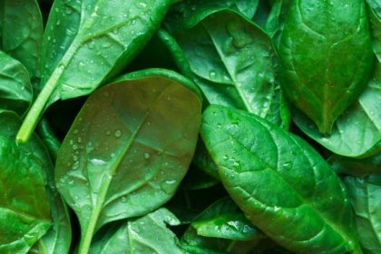 Freshly washed spinach leaves with water droplets, highlighting spinach juice benefits for skin hydration and natural collagen support.