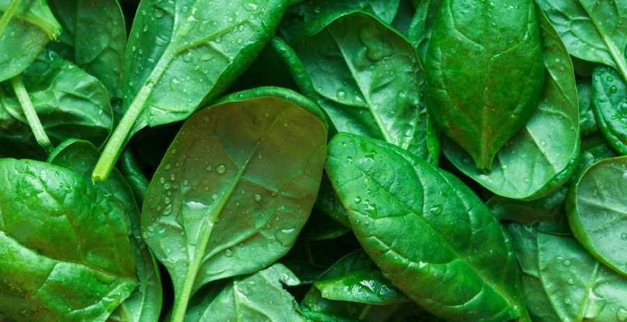 Freshly washed spinach leaves with water droplets, highlighting spinach juice benefits for skin hydration and natural collagen support.