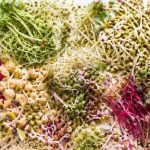 Benefits of sprouting — an abundant spread of fresh broccoli sprouts, alfalfa, beet sprouts, mung bean sprouts, and radish sprouts on a clean white surface