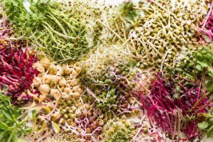 Benefits of sprouting — an abundant spread of fresh broccoli sprouts, alfalfa, beet sprouts, mung bean sprouts, and radish sprouts on a clean white surface
