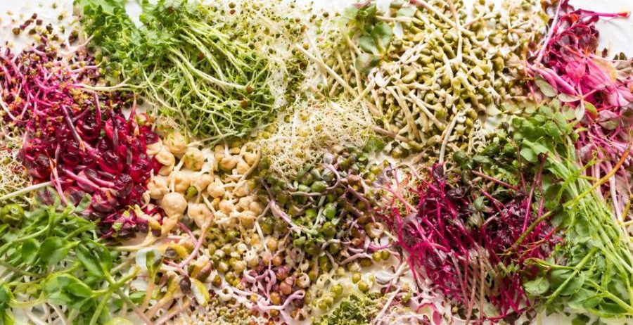 Benefits of sprouting — an abundant spread of fresh broccoli sprouts, alfalfa, beet sprouts, mung bean sprouts, and radish sprouts on a clean white surface
