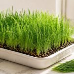 A tray of wheatgrass on marble with a glass of fresh juice and a sprouting jar — how to grow wheatgrass at home.