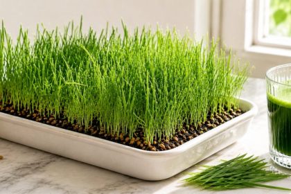 A tray of wheatgrass on marble with a glass of fresh juice and a sprouting jar — how to grow wheatgrass at home.