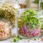 Glass jars of fresh sprouts (broccoli, alfalfa, mung bean, radish) on white marble — how to prevent mold on sprouts.