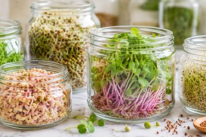 Glass jars of fresh sprouts (broccoli, alfalfa, mung bean, radish) on white marble — how to prevent mold on sprouts.