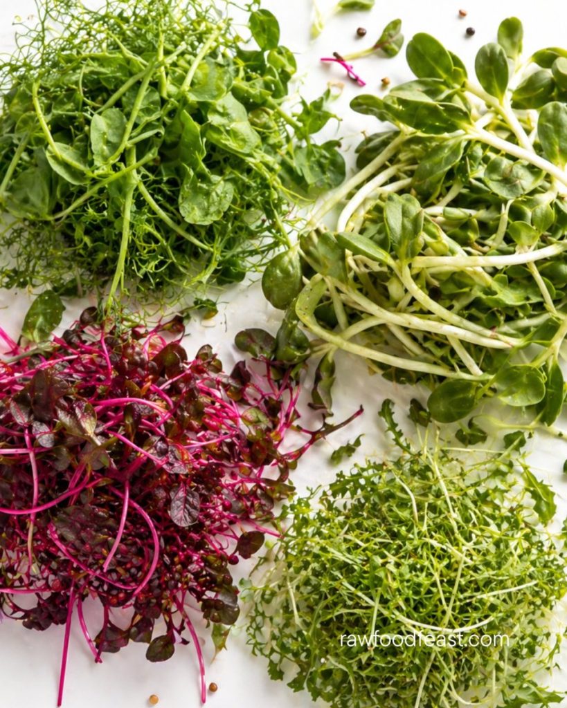 What are microgreens — fresh beet microgreens with vivid magenta stems, sunflower microgreens, pea shoots, and broccoli microgreens on a clean white surface