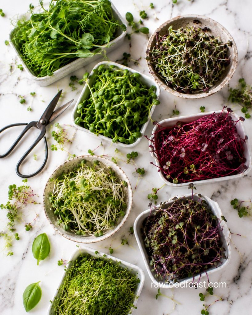 Variety of sprouts vs microgreens in ceramic bowls and trays — pea shoots, beet, broccoli, and mustard — on white marble with harvest scissors