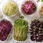Sprouts vs microgreens flat-lay with glass jars of sprouts and ceramic trays of microgreens on white marble
