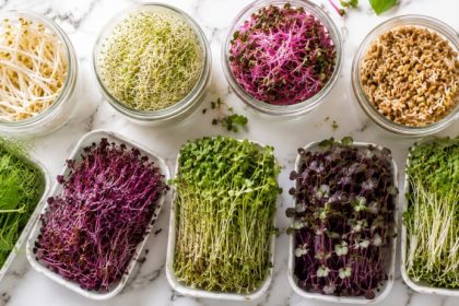 Sprouts vs microgreens flat-lay with glass jars of sprouts and ceramic trays of microgreens on white marble