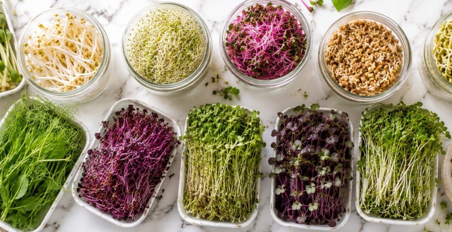 Sprouts vs microgreens flat-lay with glass jars of sprouts and ceramic trays of microgreens on white marble