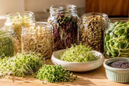Best seeds to sprout at home — alfalfa, mung bean, broccoli, radish, lentil, sunflower, and fenugreek sprouts in glass jars