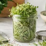 A glass mason jar overflowing with fresh mature broccoli sprouts on white marble with kale leaves, scissors, and a stainless mesh lid — how to grow broccoli sprouts at home.