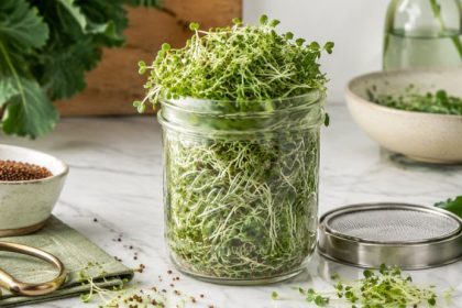 A glass mason jar overflowing with fresh mature broccoli sprouts on white marble with kale leaves, scissors, and a stainless mesh lid — how to grow broccoli sprouts at home.